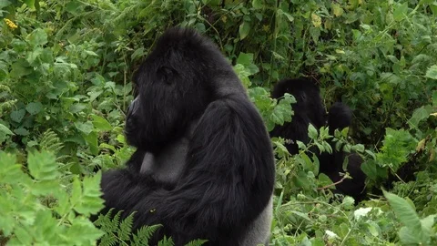 Mountain Gorilla, Silverback outside the forest in the sun, Virunga, Africa Video stock 83189301