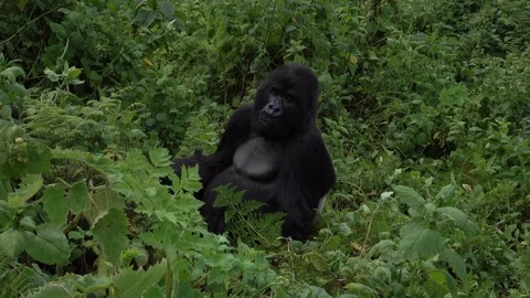 Mountain Gorilla, Silverback outside the forest. Rwanda, Africa Video stock 83345795