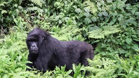 Mountain Gorilla, Silverback outside the forest. Rwanda, Africa Video stock 83446991