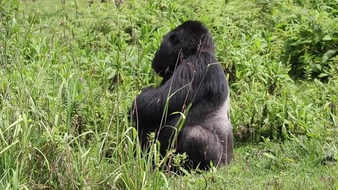 Mountain Gorilla, Silverback outside the forest. Rwanda, Africa Video stock 83447342