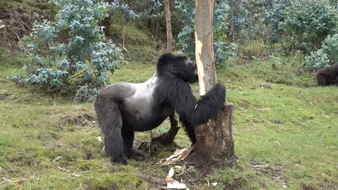 Mountain Gorilla Silverback, Rwanda Stock Footage 125270856