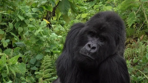 Mountain Gorilla Silverback. The Silverback cleans his fur. Virunga, Africa Video stock 83184791