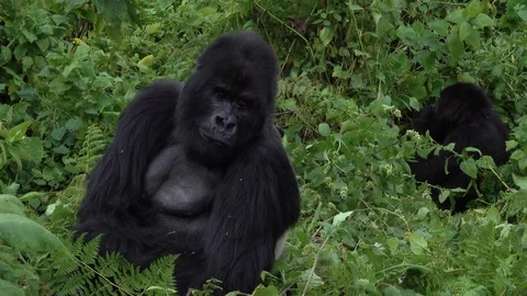 Mountain Gorilla Silverback. Silverback outside the forest. Virunga, Africa Video stock 83345102