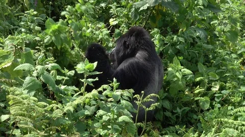 Mountain Gorilla Silverback, Silverback picks leaves, Virunga, Africa Stock Footage 83264409