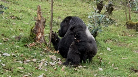 Mountain Gorilla, Silverback in the Sun. Stock Footage 125253286
