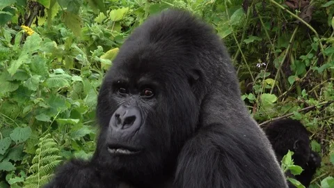 Mountain Gorilla Silverback, Virunga, Africa Video stock 83148221