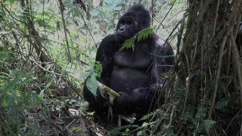 Mountain Gorilla, Silverback. Virunga DRC, Africa Stock Footage 82758550