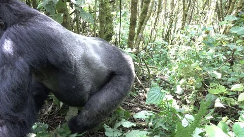 Mountain Gorilla Silverback walks from the right to the left side. DRC, Africa Video stock 82747741