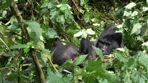 Mountain Gorilla Silverback wiht young son Stock Footage 125198094