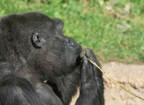 Mountain gorilla sits and eats a tree branch Stock-Fotos