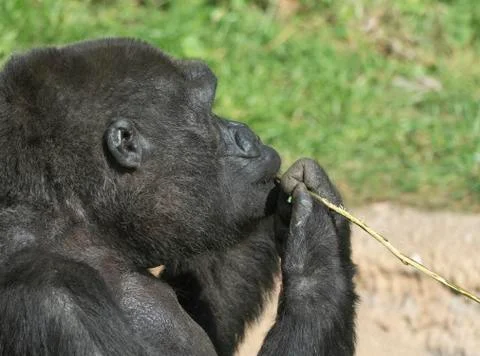 Mountain gorilla sits and eats a tree branch Stock Photos