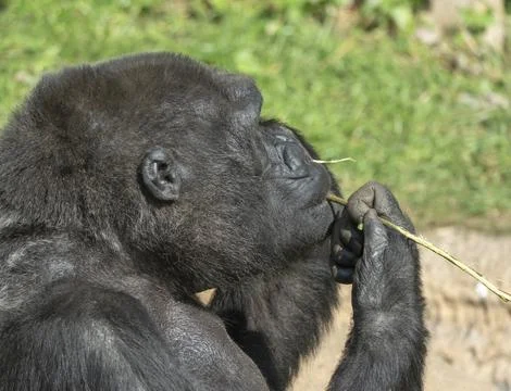 Mountain gorilla sits and eats a tree branch Foto stock