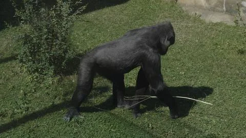 Mountain gorilla sits and eats a tree branch Stock Photos
