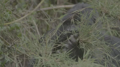 Mountain gorilla sitting in rain Stock Footage 131245335