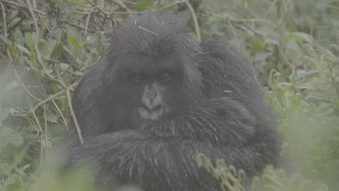 Mountain gorilla sitting in rain staring Stock Footage 131245058