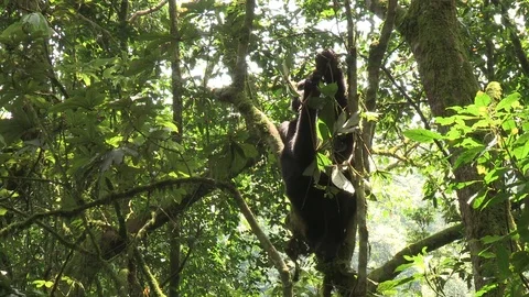 Mountain gorilla sitting in tree - Uganda Stock Footage 84628603