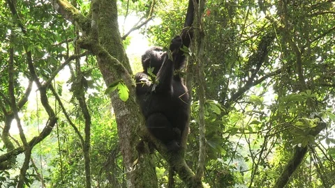 Mountain gorilla sitting in tree - Uganda Stock Footage 84629593