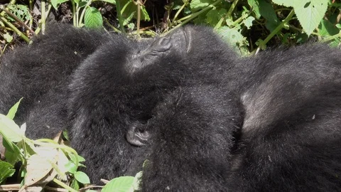 Mountain Gorilla sleeping Stock Footage 125263235
