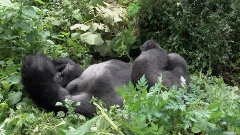 Mountain Gorilla sleeping Stock Footage 125270634
