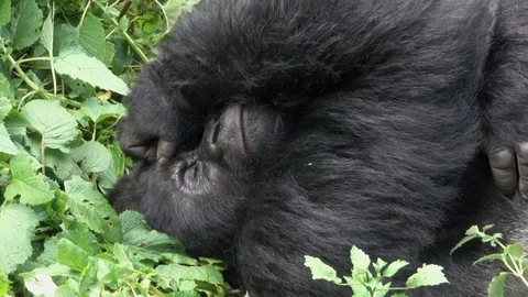Mountain Gorilla sleeping in the sun Video stock 125270389