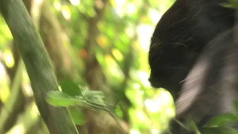 Mountain gorilla swinging down from tree Video stock 84633227