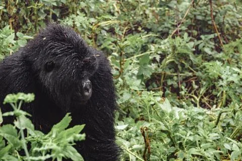 Mountain gorilla thinking in the forest Stock Photos