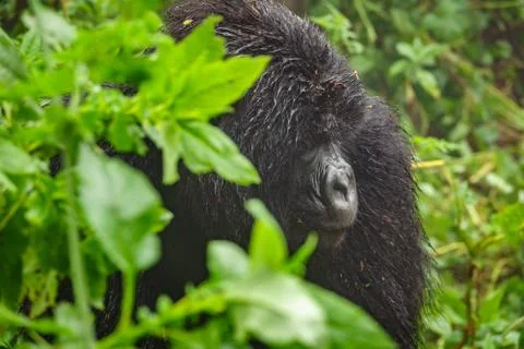 Mountain gorilla thinking in the forest 스톡 사진