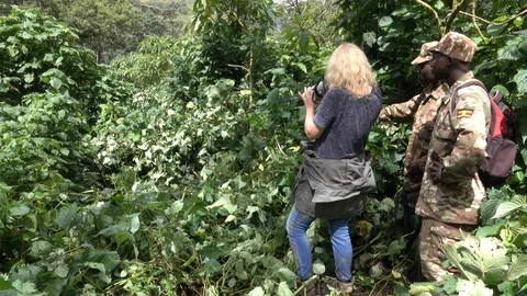 Mountain Gorilla Trekking Stock Footage 125203131