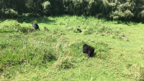 Mountain Gorilla Trekking Rwanda Stock Footage 131504316
