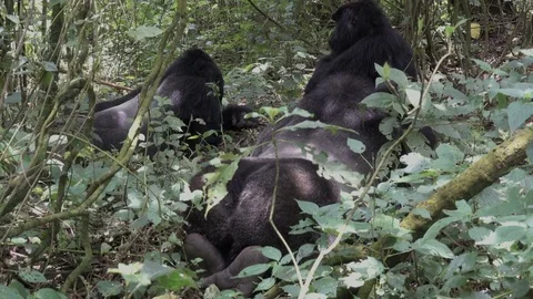 Mountain Gorilla, two Silverback together, Virunga, Africa Video stock 82988151