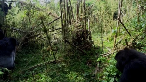 Mountain Gorilla in the Wild Silverback and female Rwanda Stock Footage 108510317