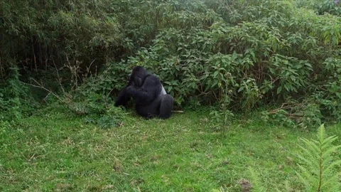 Mountain Gorilla in the Wild Silverback eating Rwanda Stock Footage 108526107