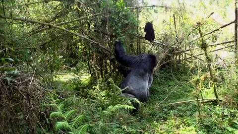 Mountain Gorilla in the Wild Silverback Rwanda Video stock 108510605