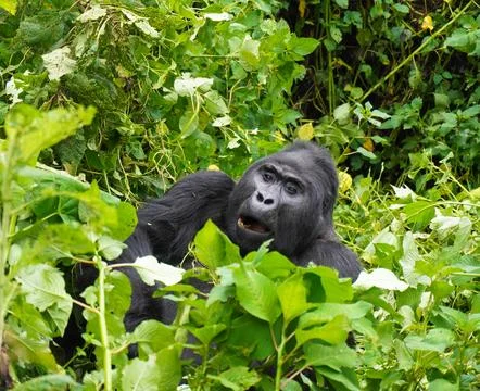 Mountain gorilla in the wild in Uganda. Stock Photos