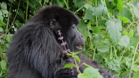 Mountain Gorilla, young female eats outside the forest. Rwanda, Africa Stock Footage 83447432