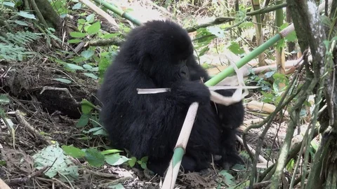 Mountain Gorilla, young male eats bamboo. Africa Video stock 82754950