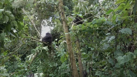 Mountain Gorillas in the Bamboo Forest Stock Footage 125256381