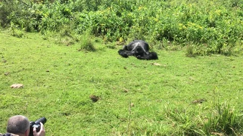 Mountain Gorillas Stock Footage 131502223