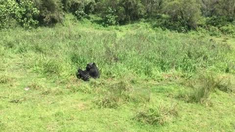 Mountain Gorillas Stock Footage 131502454