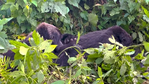 Mountain gorillas grooming in dense Ugandan rainforest vegetation, social Vidéo 330846245