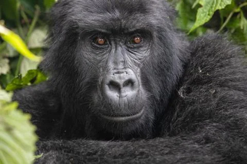 Mountain Gorillas Making a Comeback Stock Photos