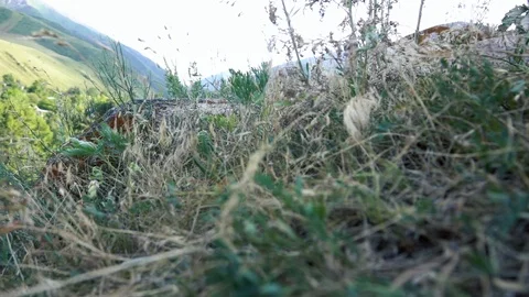 Mountain grass on the background of the mountain Stock Footage 112391584