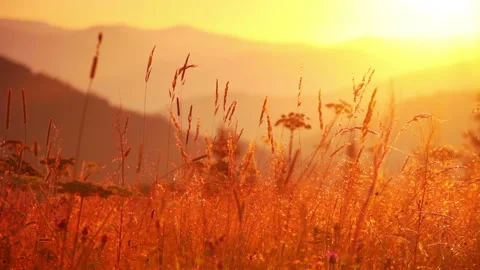 Mountain Grass at Dawn Видео 106458192