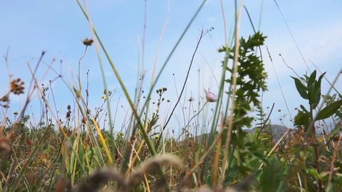 Mountain grass diversity Stock Footage 95545629