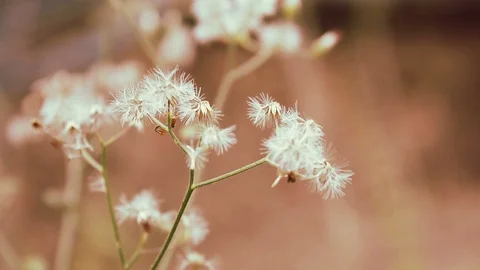 Mountain Grass Flowers Stock Footage 88915904