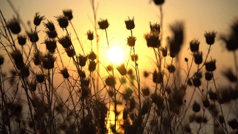 Mountain Grass Flowers Sunset On The Wind Stock Footage 94142536