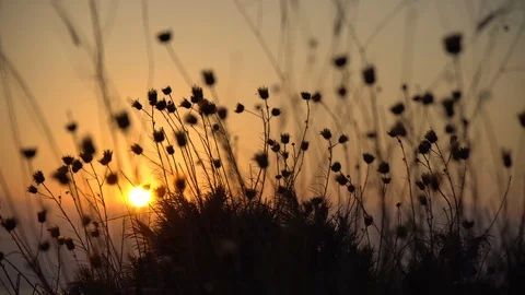 Mountain Grass Flowers Sunset On The Wind Stock Footage 94142816