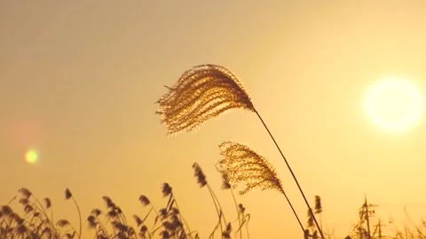 Mountain Grass Flowers Sunset On The Wind. Stock Footage 252436279
