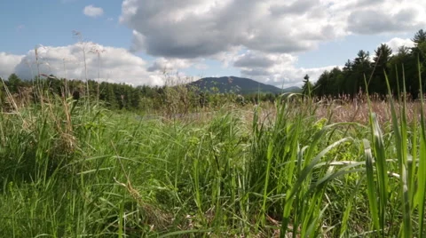 Mountain with Grass Stock Footage 50677725
