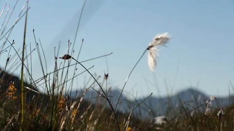 Mountain Grass Video stock 90862752